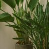 Spathiphyllum – Image 2