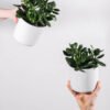 Ficus Decora Burgundy – Image 2