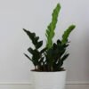 Zz Plants – Image 2
