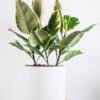 Calathea Beauty Star – Image 2