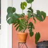 Monstera Deliciosa – Image 2